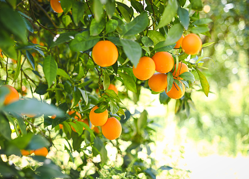 Orchard of grapefruits ripening on tree.\n\nTaken In Gustine, California, USA