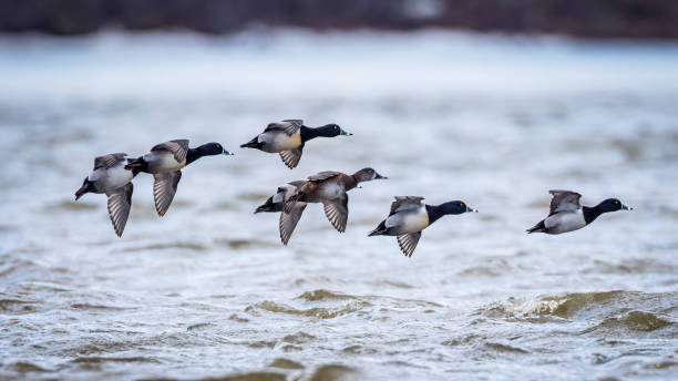 istock several male Ring-Necked Ducks surrounding a female in landing position 1480790773