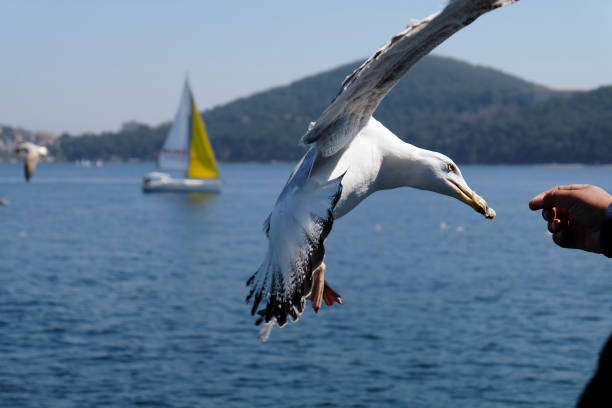 A seagull was catched a piece of bagel from a man's hand