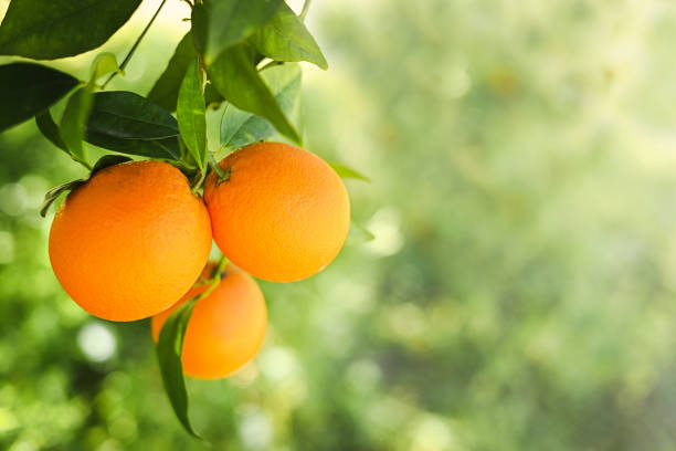 reife orangen wachsen auf einem baum - orangenbaum blüte stock-fotos und bilder