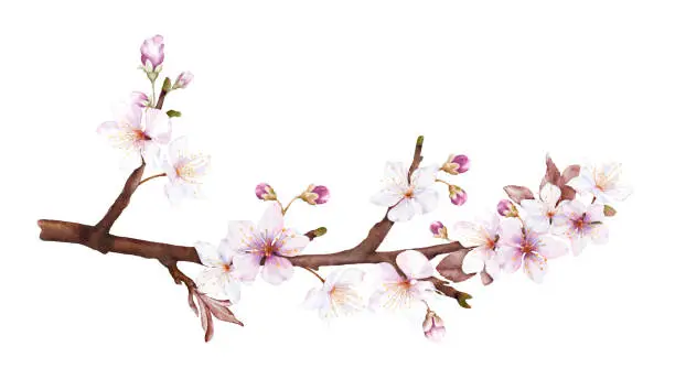 Vector illustration of Watercolor magenta cherry blossoms bloom on the branches