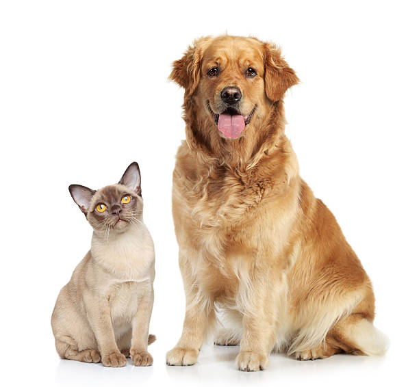 istock Siamese cat and golden retriever on white background 148079258
