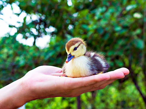 istock little duckling in a man's hand 148079350
