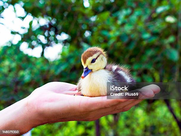 Little Duckling In A Mans Hand Stock Photo - Download Image Now - Animal, Animal Body Part, Animal Eye