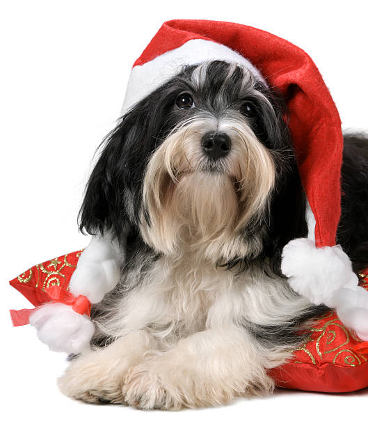 istock Cute havanese puppy dog with a Santa hat 148079398