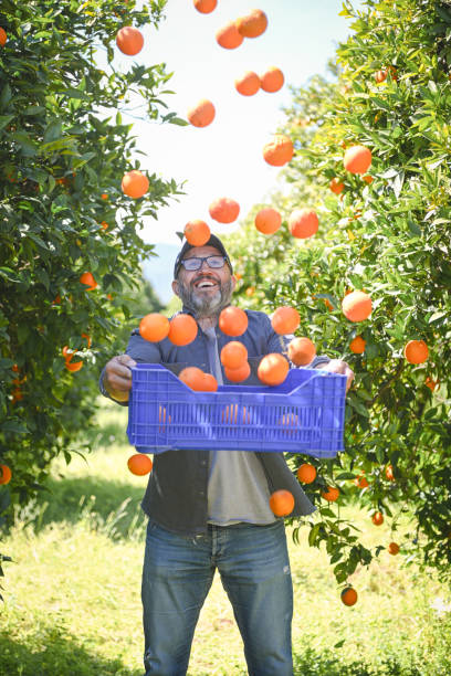istock farmer picking ripe oranges in the garden 1480795087
