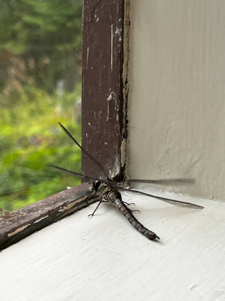istock Dragonfly in the Window Sill 1480798672