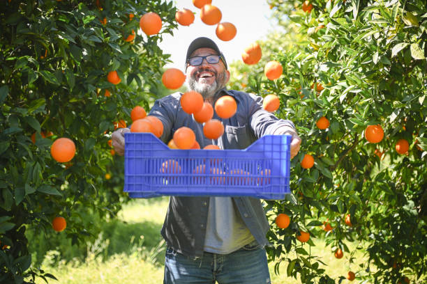 istock farmer picking ripe oranges in the garden 1480799187