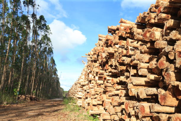 istock eucalyptus plantation in Bahia 1480800540