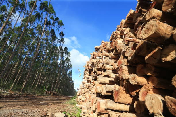 バイアのユーカリプランテーション - eucalyptus wood ストックフォトと画像