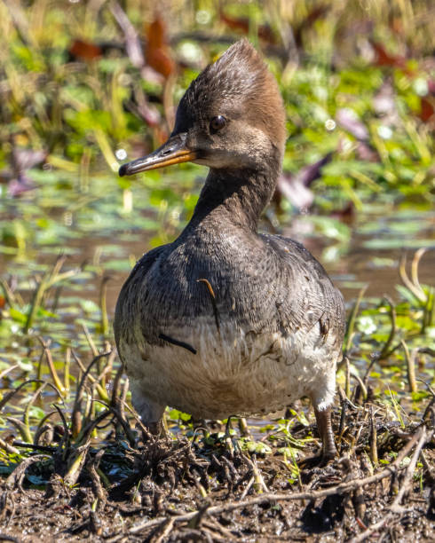 istock Female Merganser bird on the lake 1480800673