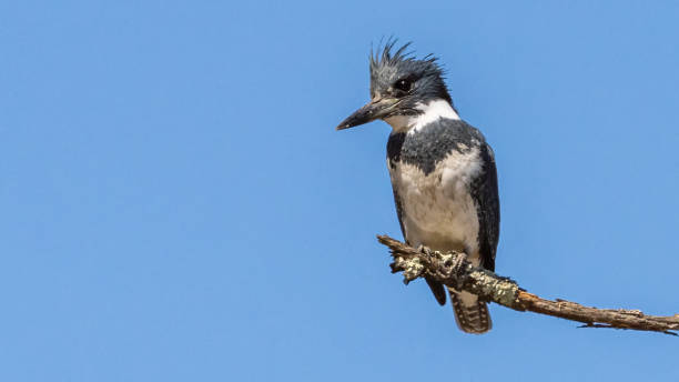 istock Kingfisher on a branch and in flight 1480800842