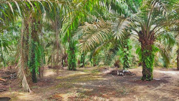 istock Oil palm plantation 1480802880