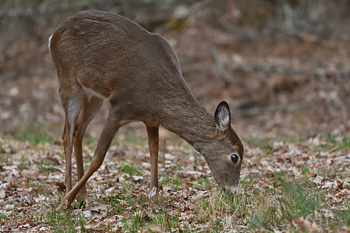 White-tailed deer grazing the early spring grass in the Connecticut woods