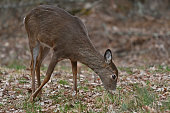 White-tailed deer grazing the early spring grass
