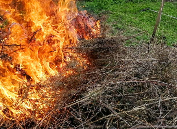 istock Beautiful Fire. Dangerous fire - dry grass and branches burn. Burning dry branches. spring works in the garden. 1480806914
