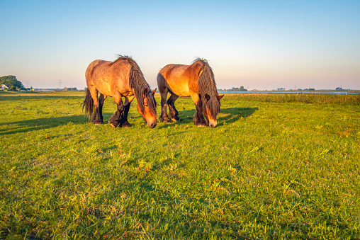 Two grazing Belgian Draught horses in a Dutch meadow next to a river. It is a sunny day in the fall season.