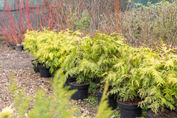 istock Row of young thuja plants in pots on tree farm. 1480809365
