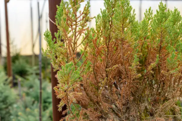 Juniper bush with brown branches damaged by disease or frozen. Close-up.