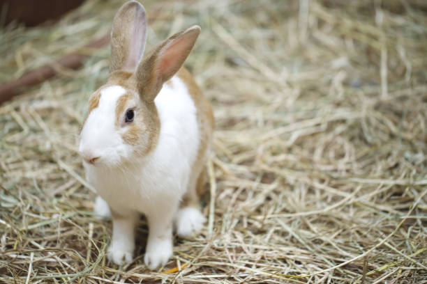 istock A cute white and brown striped rabbit is at the farm. 1480810063