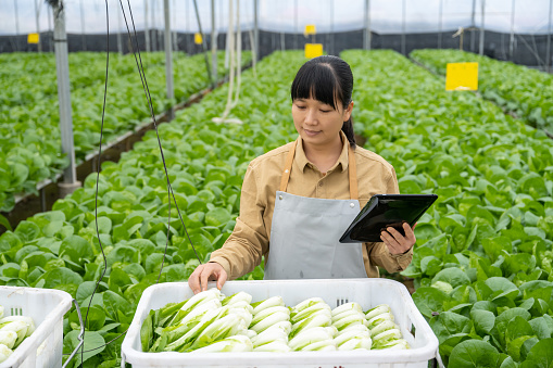 A female farmer is using a tablet in a vegetable greenhouse to view vegetable orders