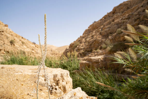 Two squills in bloom in Prat brook, in the Judea desert, Israel.