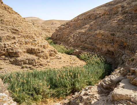 Reeds grow by the water on the bottom of the Prat brook canyon in the arid Judea desert,Israel.