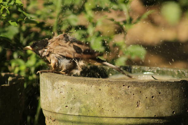 istock Indian Tawny-bellied babbler is taking a bath. 1480811485