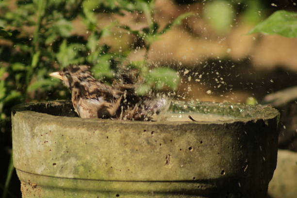 istock Indian Tawny-bellied babbler is taking a bath. 1480811526