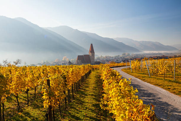 weisenkirchen dans les vignobles de der wachau le matin d’automne avec brouillard sur le danube. vallée de wachau, autriche - danube valley danube river vineyard austria photos et images de collection