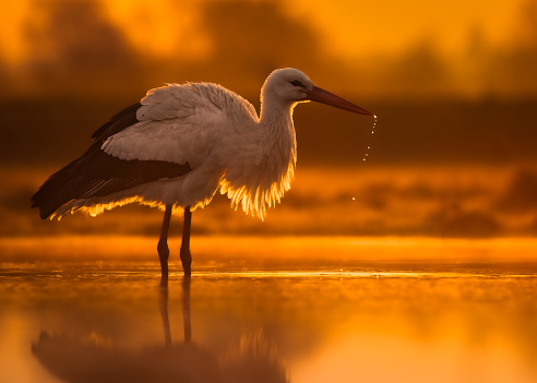 White stork wading in shallow water during sunrise