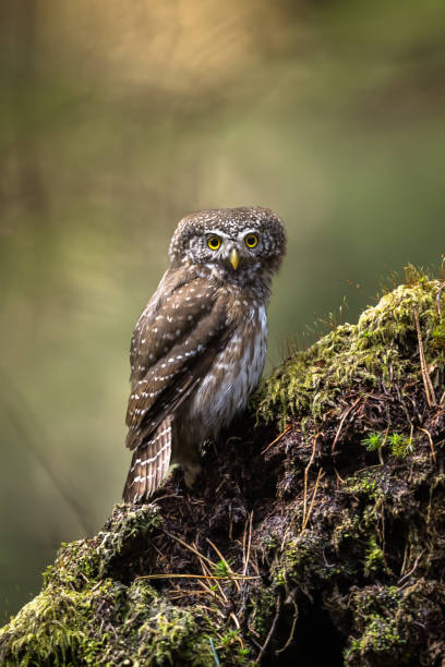 istock Eurasian pygmy owl (Glaucidium passerinum) 1480812760