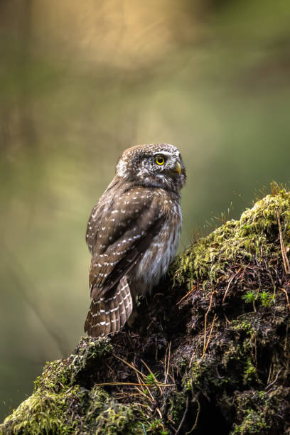 istock Eurasian pygmy owl (Glaucidium passerinum) 1480812766