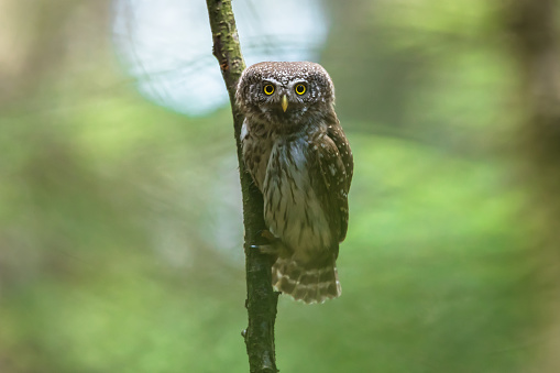 Eurasian pygmy owl in natural habitat. The smallest European owl. Background with space for text.