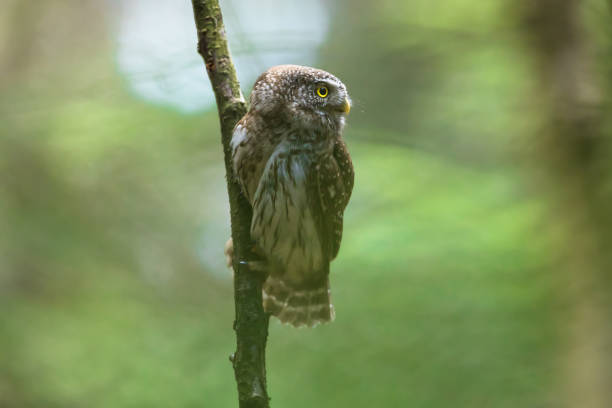 Eurasian pygmy owl in natural habitat. The smallest European owl.