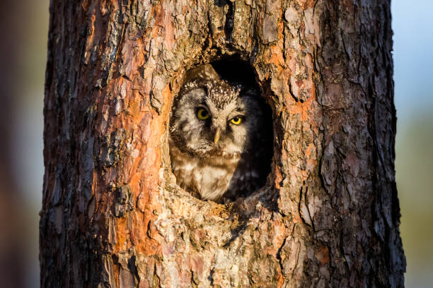 istock Boreal owl or Tengmalm's owl (Aegolius funereus) 1480812802