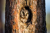 Boreal owl or Tengmalm's owl (Aegolius funereus)