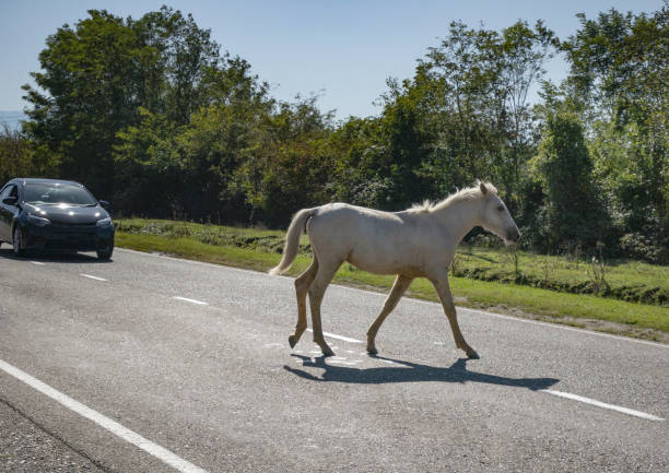 A Horse blocking a road in the Georgia stock photo