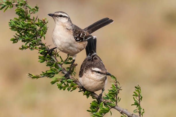 istock White banded mokingbird, in spinal forest environment , Pampas, Argentina. 1480813798