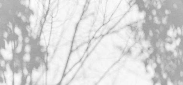 istock White cement or stone wall background and rough textured with shadow of Tree leaves and sunlight 1480813946
