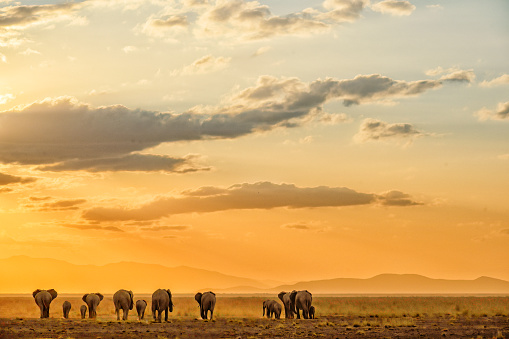 Elephant silhouettes during sunset in Amboseli National Park in Kenya.