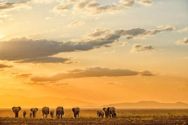 African elephants with youngsters at the horizon stock photo