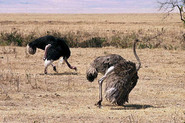 istock Pair of Ostriches 148081406
