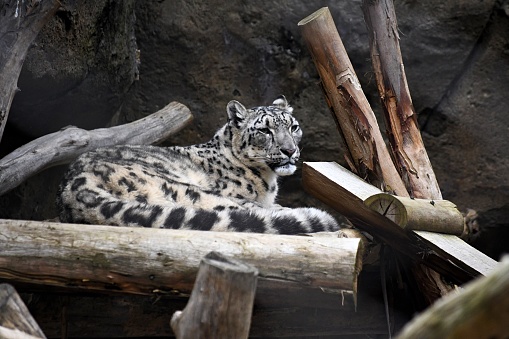 a snow leopard cub posing on a log