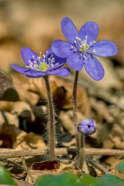 three bloming liverleaf in natural habitat in early spring