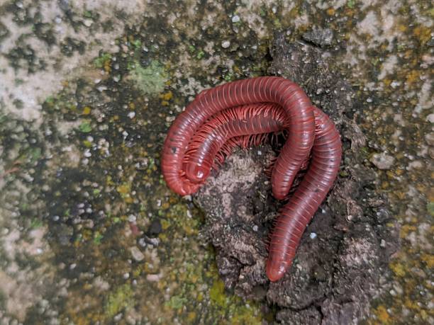 istock a pair of millipedes are reproducing on a textured floor 1480814816