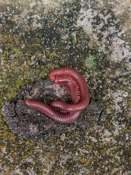 istock a pair of millipedes are reproducing on a textured floor 1480814831