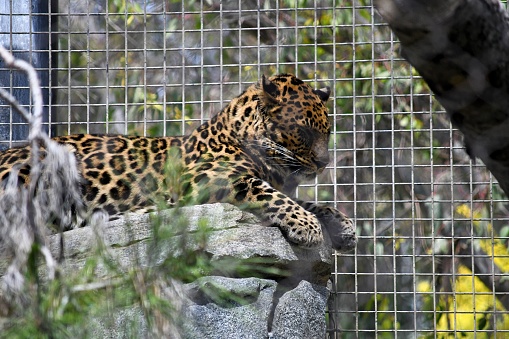 An Amur Leopard (Panthera pardus orientalis) rests on a perch in its zoo habitat