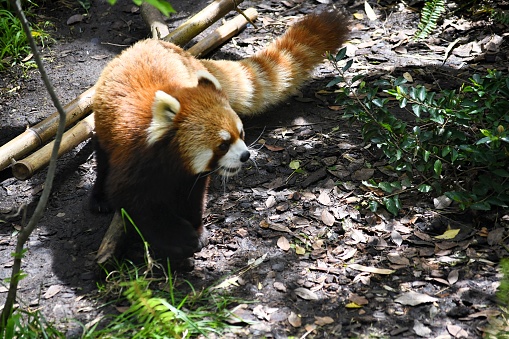 A Red Panda (Ailurus fulgens) walking around its zoo habitat
