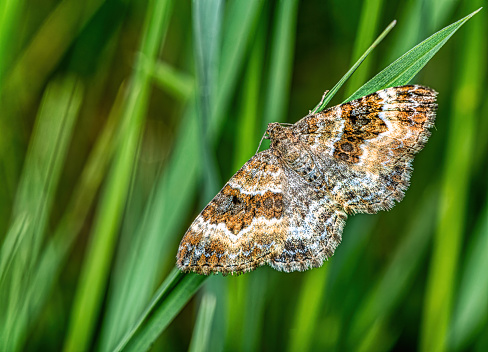close up view of a moth against green background.